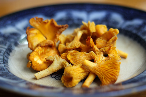 chantarelle mushrooms 2